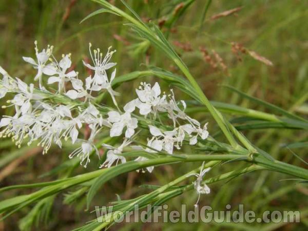 Flowers and Leaves<br>(Location of Picture: Parker County, Texas, USA, 2008)