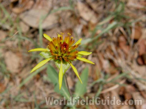Flower - Angle View<br>(Location of Picture: Canyon Lake, Texas, USA, 2008)
