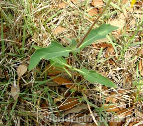 Basal Leaves<br>(Location of Picture: Canyon Lake, Texas, USA, 2008)
