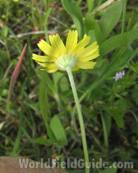Flower - Rear View<br>(Location of Picture: Sabine, Texas, USA, 2008)