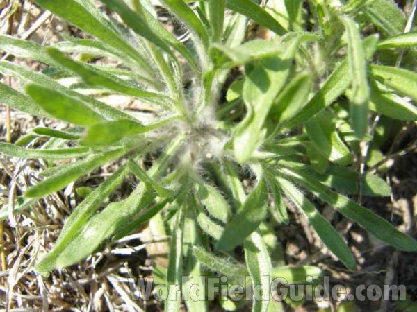 Basal Leaves<br>(Location of Picture: Cleburne, Texas, USA, 2008)