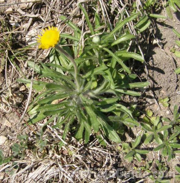Silhouette in  Habitat<br>(Location of Picture: Cleburne, Texas, USA, 2008)