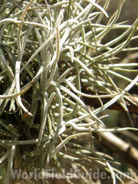 Leaves - Close View<br>(Location of Picture: Canyon Lake, Texas, USA, 2008)