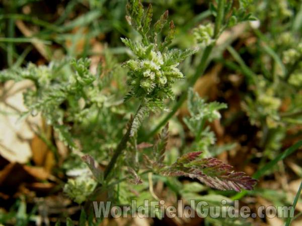 Top Of Plant in  Bloom<br>(Location of Picture: Roadside In Eastern Texas, 2008)