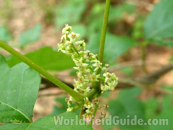 Flowers<br>(Location of Picture: Ray Roberts, Texas, USA , 2008)