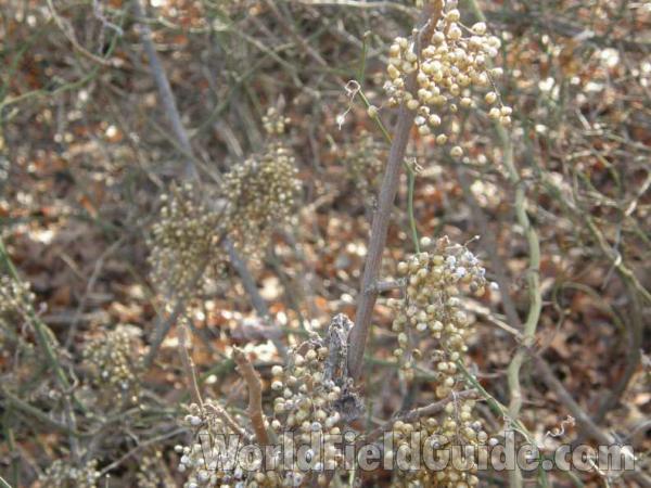 Fruits<br>(Location of Picture: Ray Roberts, Texas, USA , 2008)