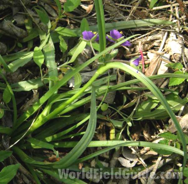 Habitat View<br>(Location of Picture: Taylor, Texas, USA, 2008)