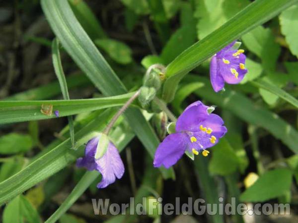 Flowers<br>(Location of Picture: Taylor, Texas, USA, 2008)
