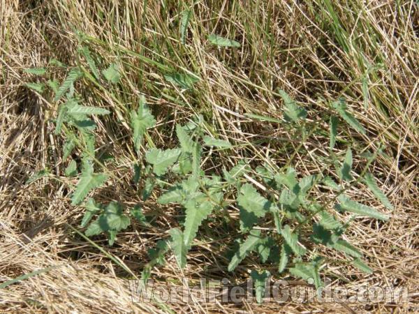 Habitat Showing Leaves<br>(Location of Picture: Possum Lake, Texas, USA, 2008)
