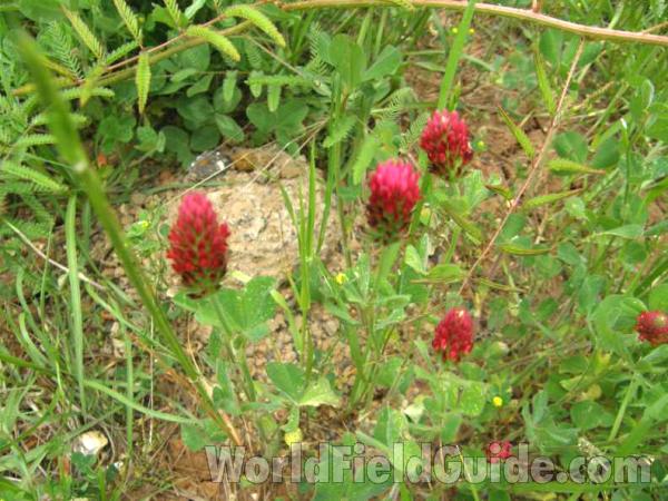 Top Of Plants in  Bloom<br>(Location of Picture: Sonnias, Texas, USA, 2008)