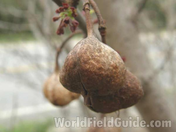 Pods<br>(Location of Picture: Salina, Texas, USA, 2008)