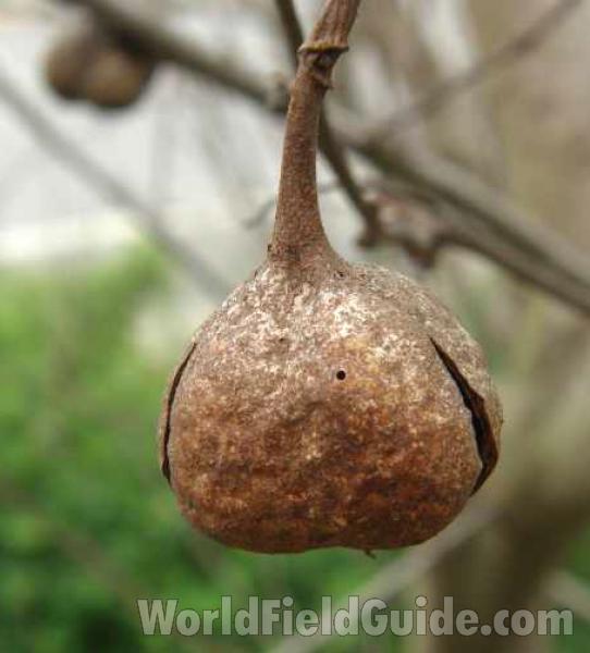 Pod - Close View<br>(Location of Picture: Salina, Texas, USA, 2008)
