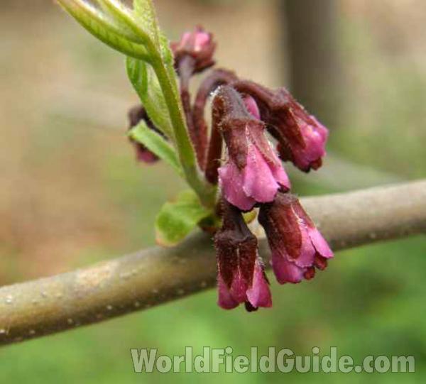 Flower Buds<br>(Location of Picture: Salina, Texas, USA, 2008)