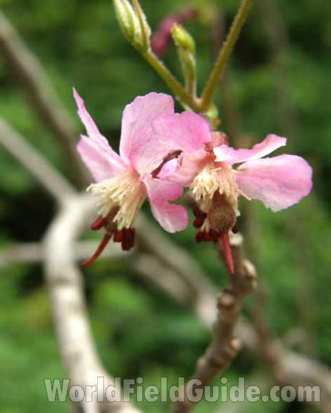 Two Flowers<br>(Location of Picture: Salina, Texas, USA, 2008)