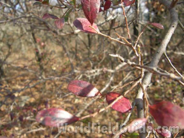 Leaves and Twig<br>(Location of Picture: Sw Arlington, Texas, USA, 2008)