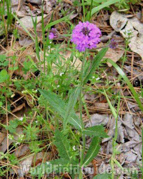 Habitat View<br>(Location of Picture: Sabine, Texas, USA, 2008)