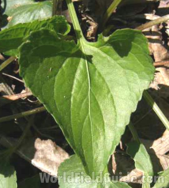 Leaf<br>(Location of Picture: Connemera, Texas, USA, 2008)