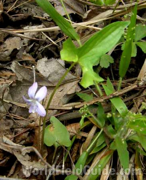 Habitat Showing Leaf<br>(Location of Picture: Sabine, Texas, USA, 2008)