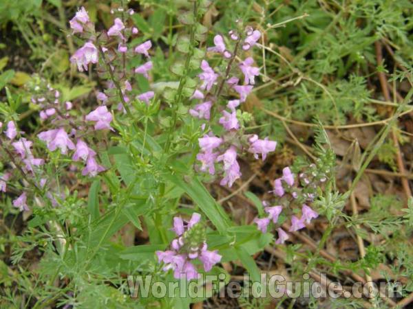 Top Of Plant in  Bloom - View #2<br>(Location of Picture: Roadside In Eastern Texas, USA, '08)