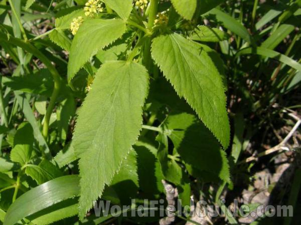 Leaf<br>(Location of Picture: Connemera, Texas, USA, 2008)