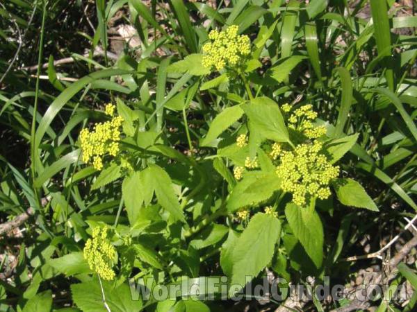 Top Of Plant in  Bloom<br>(Location of Picture: Connemera, Texas, USA, 2008)