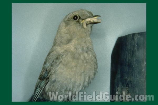 Female - Female - Museum Specimen<br>(Location of Picture: FMNH of Chicago)