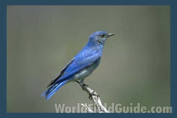 Specimen in Habitat<br>(Location of Picture: Yellowstone Park, USA)