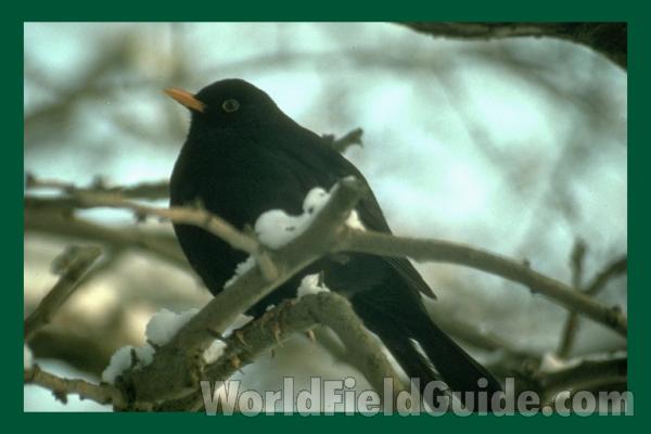 ssp merula<br>(Location of Picture: United Kingdom)