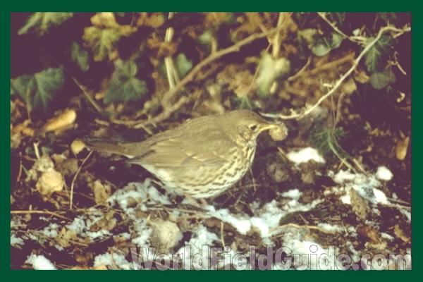 ssp clarkei<br>(Location of Picture: United Kingdom)