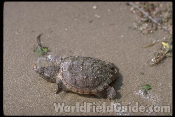 Habitat - Yearling<br>(Location of Picture: Shore, Round Lake, Illinois, USA)