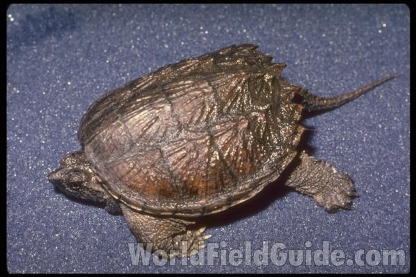 Dorsal