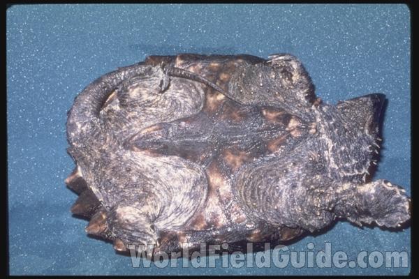 Ventral