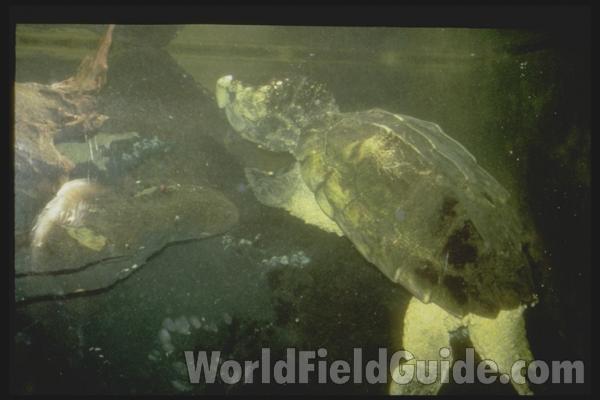 In Aquarium<br>(Location of Picture: Shedd Aquarium, Il, USA)