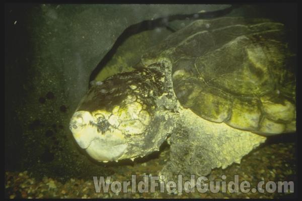 In Aquarium<br>(Location of Picture: Shedd Aquarium, Il, USA)
