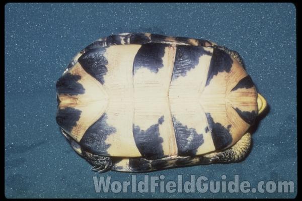 Ventral