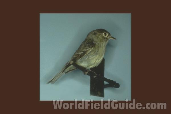 Nest with Eggs<br>(Location of Picture: Conconully, Washington, USA, 2016)<br>(Location of Picture: Field Museum, Chicago, Illinois)