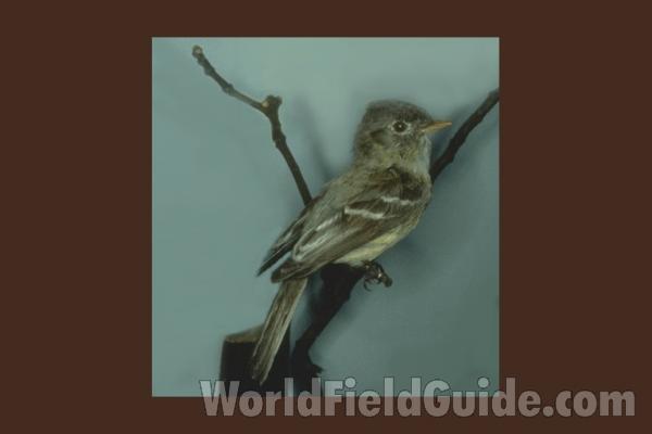 Perched on Oak<br>(Origin of the Specimen: Audubon Painting)