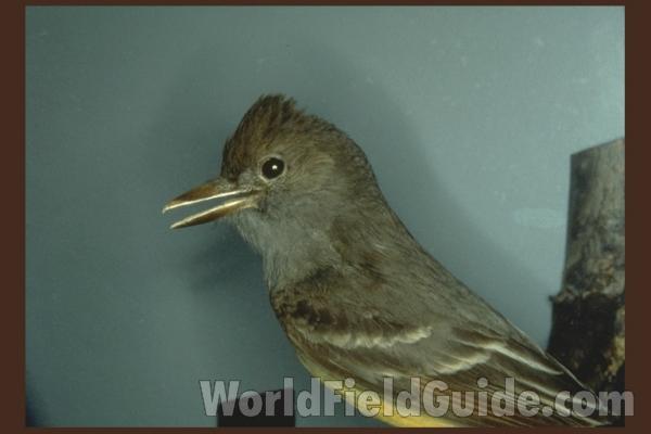 Museum Specimen