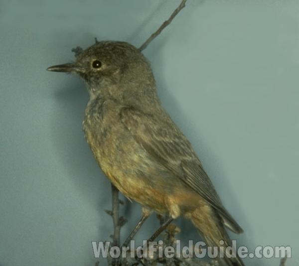 Pair On Fence<br>(Location of Picture: Okanogan, Washington, USA, 2006)