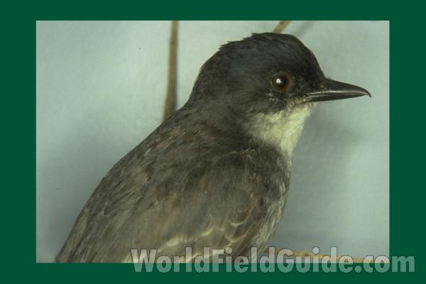 Museum Specimen