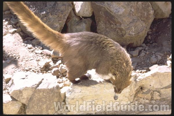 Front View in  Zoo<br>(Location of Picture: Fort Worth Zoo, Texas, USA, 2009)