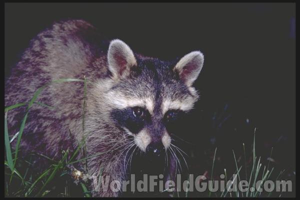 Visiting Trash Can<br>(Location of Picture: Round Lake, Illinois, USA)