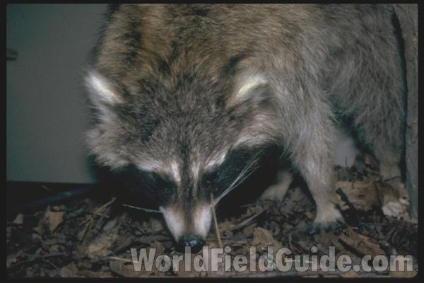 Visiting Trash Can<br>(Location of Picture: Round Lake, Illinois, USA)