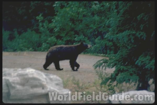 <br>(Location of Picture: Alaska, USA)