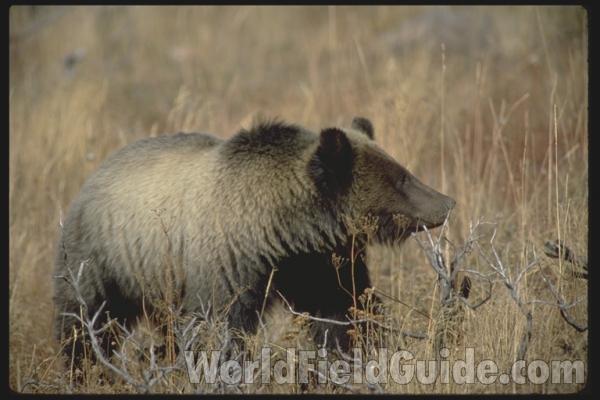<br>(Location of Picture: Yellowstone Park, USA)<br>(Location of Picture: Yellowstone Park, USA)