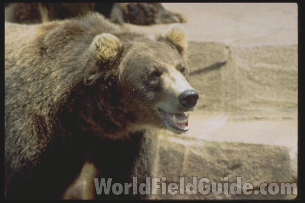 Side View 0f Head - Mounted Specimen<br>(Location of Picture: Outdoor World, Gurnee, 2006)<br>(Location of Picture: Milwaukee Zoo, Wisconsin, USA)
