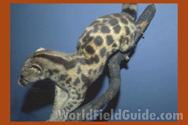 Mounted in  Bioscape<br>(Location of Picture: Cabelas, Seattle, Washington, USA)