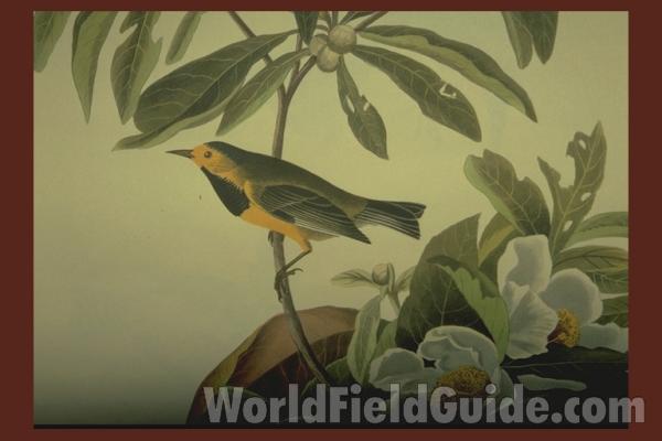 Female - Close View<br>(Origin of the Specimen: Audubon Painting)