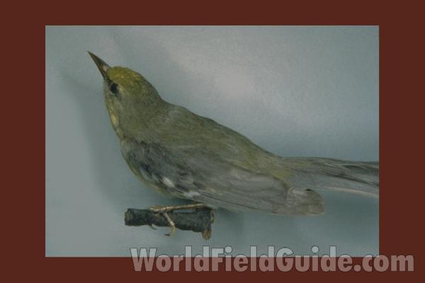 Female - Non Breeding Female - Museum Specimen<br>(Location of Picture: FMNH)