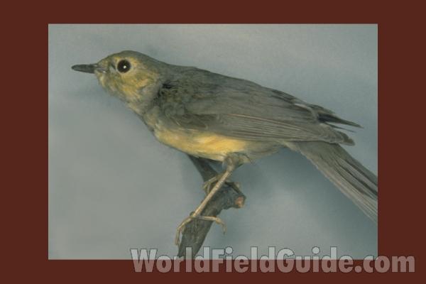 Female - Museum Specimen